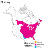 Wild Republic - Audubon Blue Jay 5"