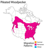 Wild Republic - Audubon Birds - Pileated Woodpecker