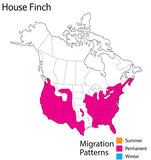 Wild Republic - Audubon - House Finch