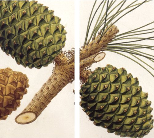 HomArt - Match Box Set of 2 - Pinecones