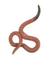 Safari Ltd. - Life Cycle of a Worm