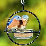 Couronne - 7" Hanging Sphere Bird Feeder - Clear