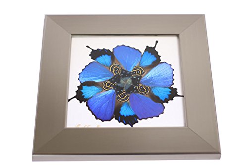 Eydelia - Butterfly Wing Wall Art - Flower - Aqua & Blue