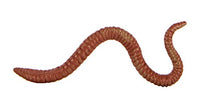 Safari Ltd. - Life Cycle of a Worm