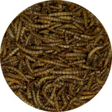 GC - Songbird Essentials - Dried Meal Worms - 7 oz. Tub