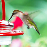 Couronne - Hanging Sphere Hummingbird Feeder w/ Perch - Red