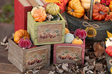 Boston International - Bag of 5 Pumpkins Décor - Colorful