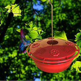 GC - Humm-Yumm - Hummingbird Feeder - Protein Feeder - 8oz