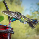 Couronne - Hummble Slim Hummingbird Feeder - Red