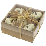 Boston International - Tabletop Mini Boxed Pumpkins - White