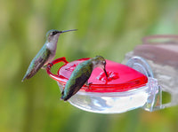 GC - Aspects - The Gem Window Hummingbird Feeder