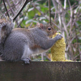 C&S Nut'n Sweet Corn Squirrelog, Single Pack Refill