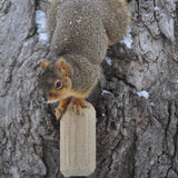 GC - C&S Nut'n Sweet Corn Squirrelog, Single Pack Refill
