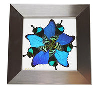 Eydelia - Butterfly Wing Wall Art - Star - Blue & Green
