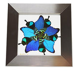 Eydelia - Butterfly Wing Wall Art - Star - Blue & Green