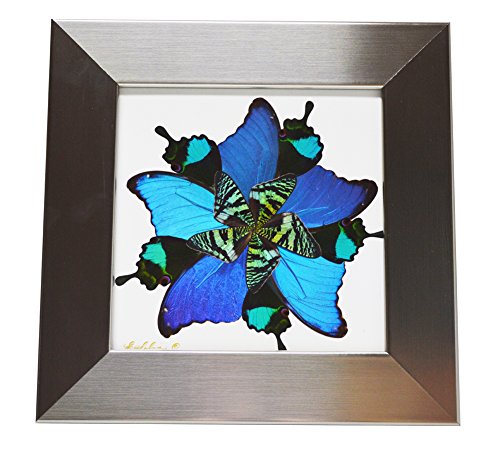 Eydelia - Butterfly Wing Wall Art - Star - Blue & Green