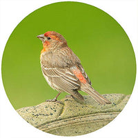 Andrea's Silicone - 8" Non-Slip Trivet - House Finch