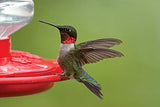 GC - First Nature 32-ounce Hummingbird Flower Feeder