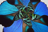Eydelia - Butterfly Wing Wall Art - Flower - Blue & Plum