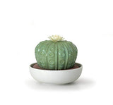 Lladro - Diffuser - Astrophytum Cactus - "Tropical Blossoms" Scent