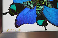 Eydelia - Butterfly Wing Wall Art - Star - Blue & Green