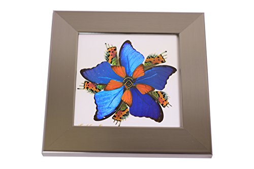 Eydelia - Butterfly Wing Wall Art - Daffodil - Orange & Blue