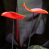 Cazador-del-sol - 8" Wavy Suncatcher Set of 3 - Lucy - Red