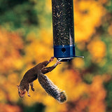 GC - Droll Yankees 28" Squirrel Proof Whipper 4 Port Seed Feeder - Evening Blue