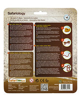 Safari Ltd. - Life Cycle of a Worm