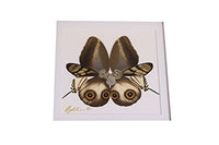 Eydelia - Butterfly Wing Wall Art - Butterfly - Brown