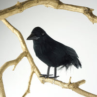 Zucker Feather - 6" Standing Feather Black Crow w/ Wire Feet