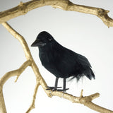 Zucker Feather - 6" Standing Feather Black Crow w/ Wire Feet