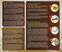 Safari Ltd. - Life Cycle of a Worm