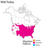 Wild Republic - Audubon II - Wild Turkey - 5"