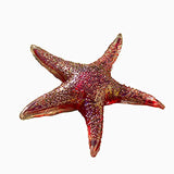 Viz Glass - 7" Glass Starfish - Red