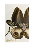 Eydelia - Butterfly Wing Wall Art - Butterfly - Brown