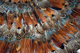 Two's Company - Placemat Set of 6 -  Pheasant