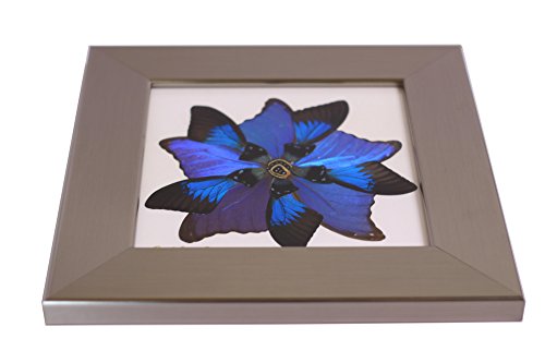 Eydelia - Butterfly Wing Wall Art - Star - Blue