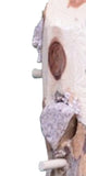 Songbird Essentials - 3 Plug Suet Log Feeder w/ Perches