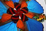 Eydelia - Butterfly Wing Wall Art - Marigold - Orange & Blue