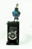 Mullanium - Steampunk Inspired Sculpture - Indigo Bunting on Small Camera