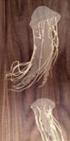 Dave Marcoullier - Wood Routings Wall Art - Jellyfish