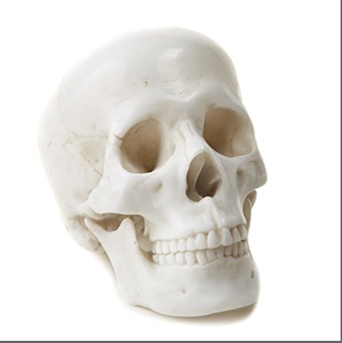 Tozai Home - Decorative Skull - White