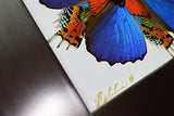 Eydelia - Butterfly Wing Wall Art - Marigold - Orange & Blue