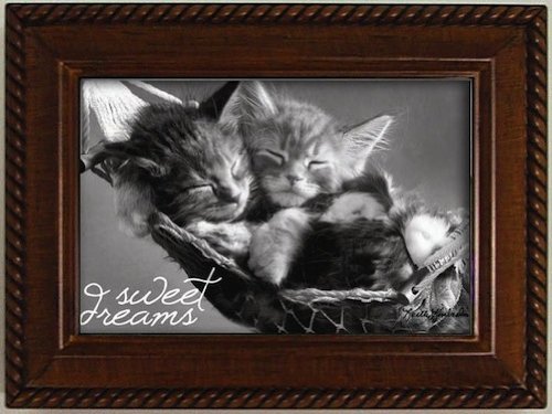 Galleria - Jewelry / Music Box - Keith Kimberlin - Brown - Kittens In Hammock