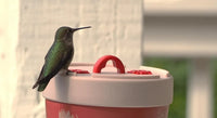 Anna's Healthy Hummingbird - Insulated Feeder