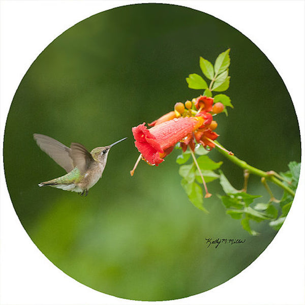 Andrea's Silicone - 6" Non-Slip Jar Opener - Hummingbird Trumpet Vine