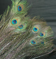 Zucker Feather - 20 Peacock Eye Feathers 30-40"
