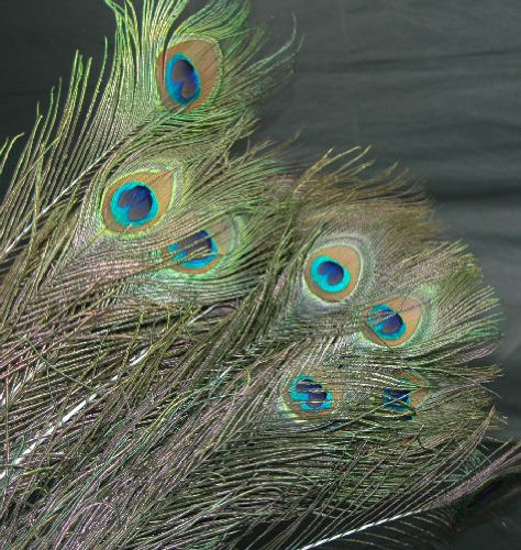 Zucker Feather - 20 Peacock Eye Feathers 30-40"