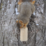 GC - C&S Nut'n Sweet Corn Squirrelog, Single Pack Refill